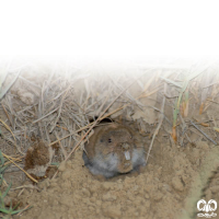 گونه ول حفار ترکمنی Northern Mole-Vole